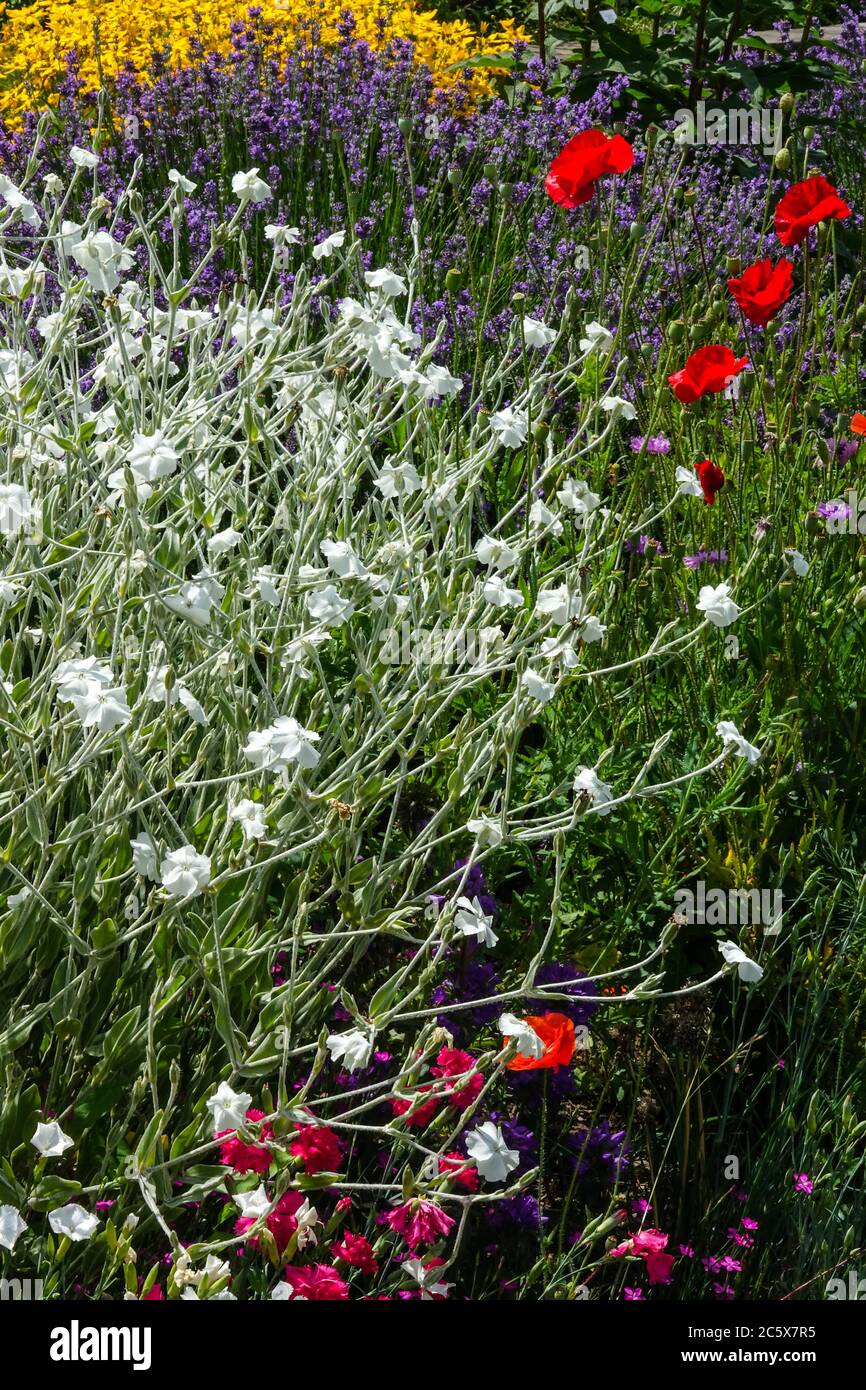 Blanc Rose campion, Lychnis coronaria alba frontière Banque D'Images