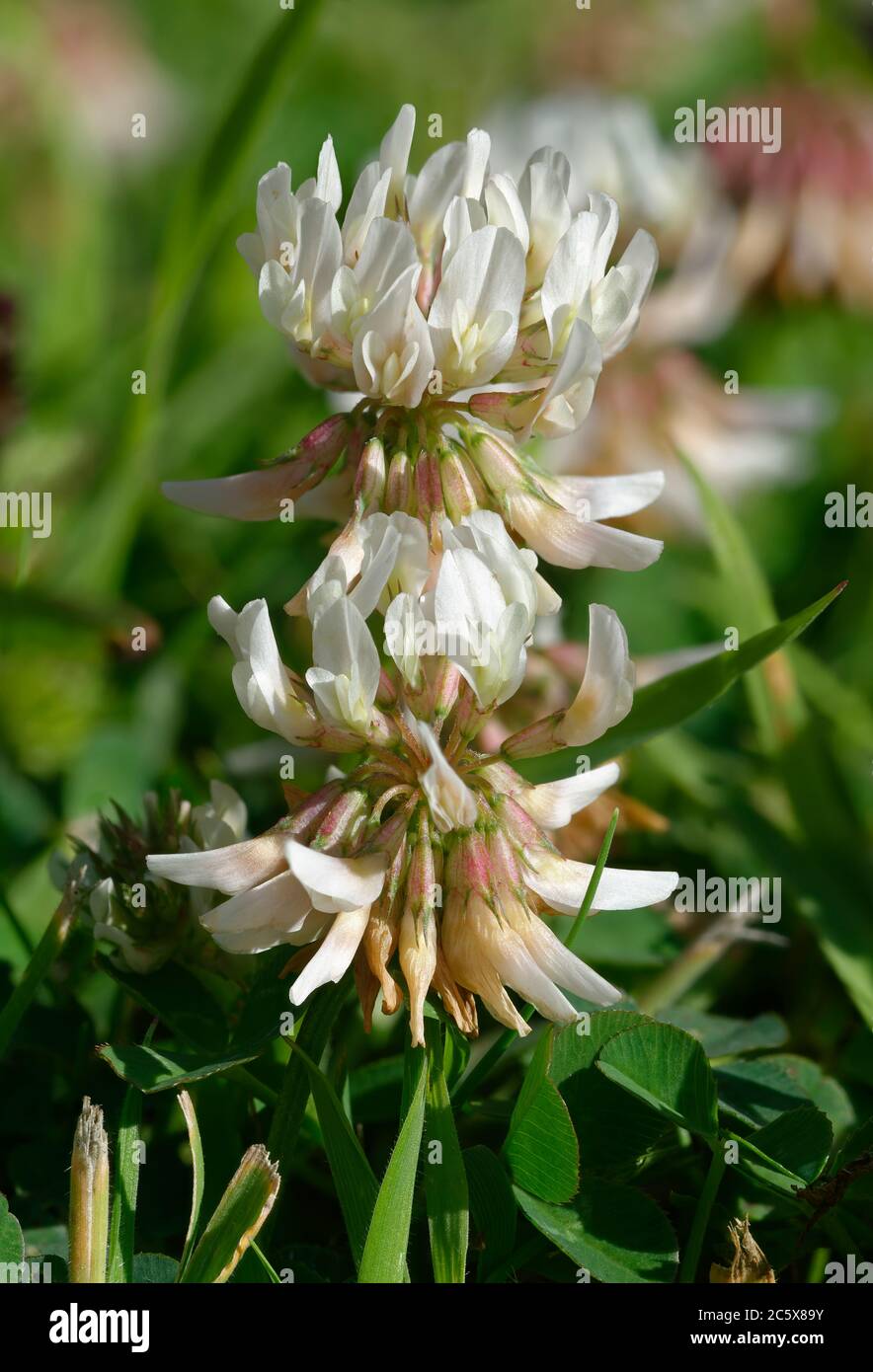 White Clover - Trifolium repens, deux têtes de fleurs blanches Banque D'Images