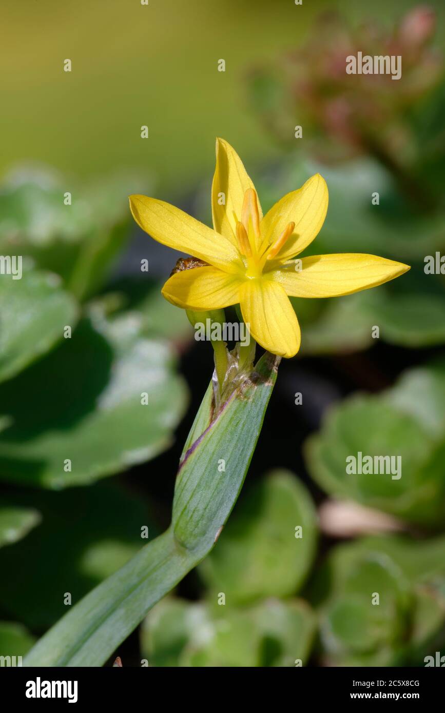 Herbe à yeux jaunes - Sisyrinchium californicum, fleur de jardin jaune Banque D'Images