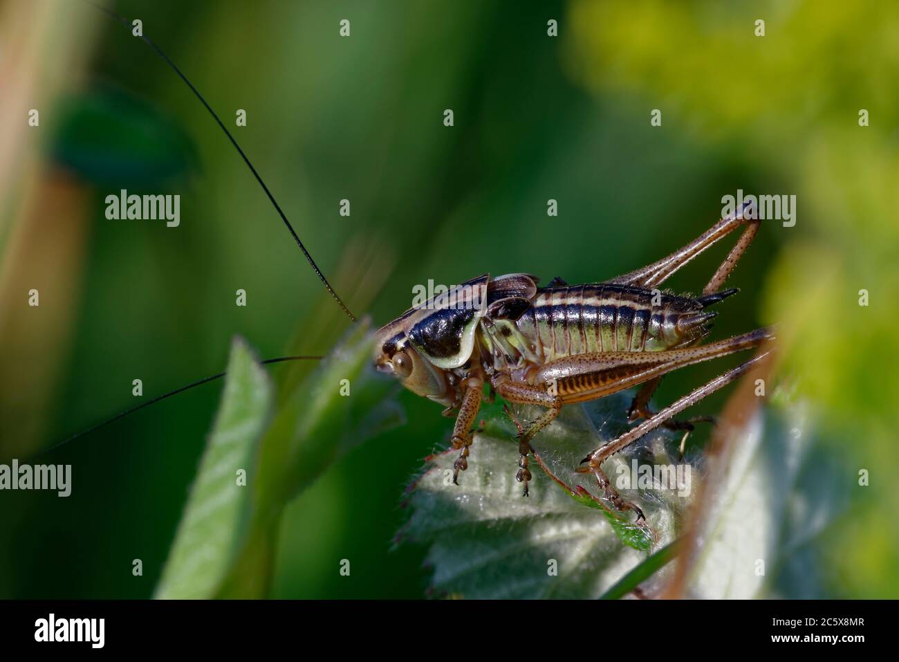 Roesel's Bush-cricket - Metrioptera roeselii, nymphe de fin d'instar sur la feuille de brousse Banque D'Images