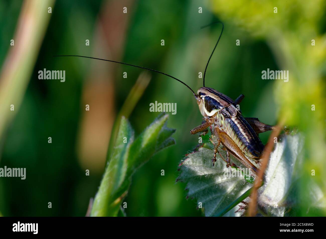 Roesel's Bush-cricket - Metrioptera roeselii, nymphe de fin d'instar sur la feuille de brousse Banque D'Images