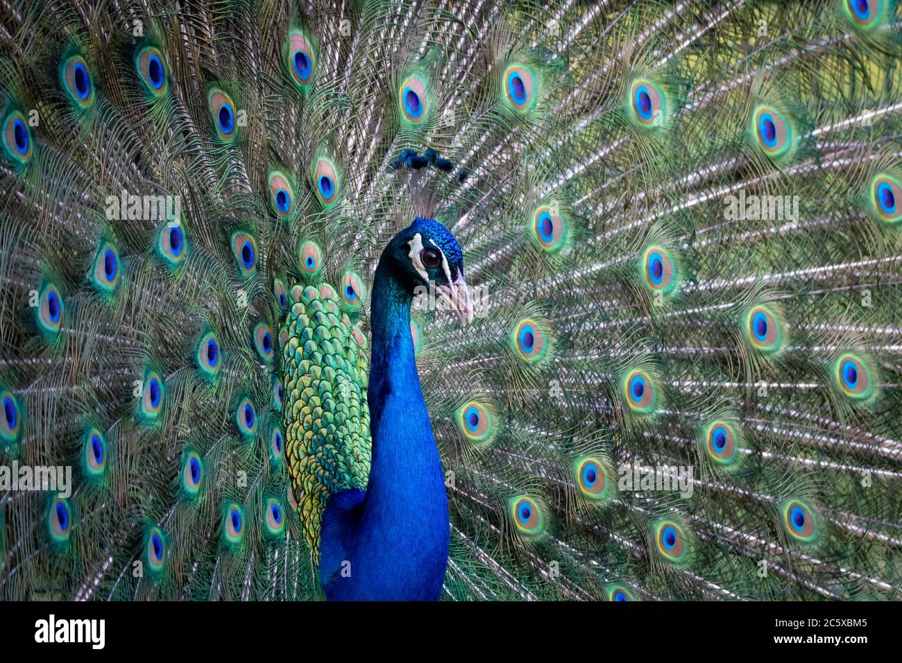 portrait d'un oiseau de paon coloré avec queue évasée Banque D'Images