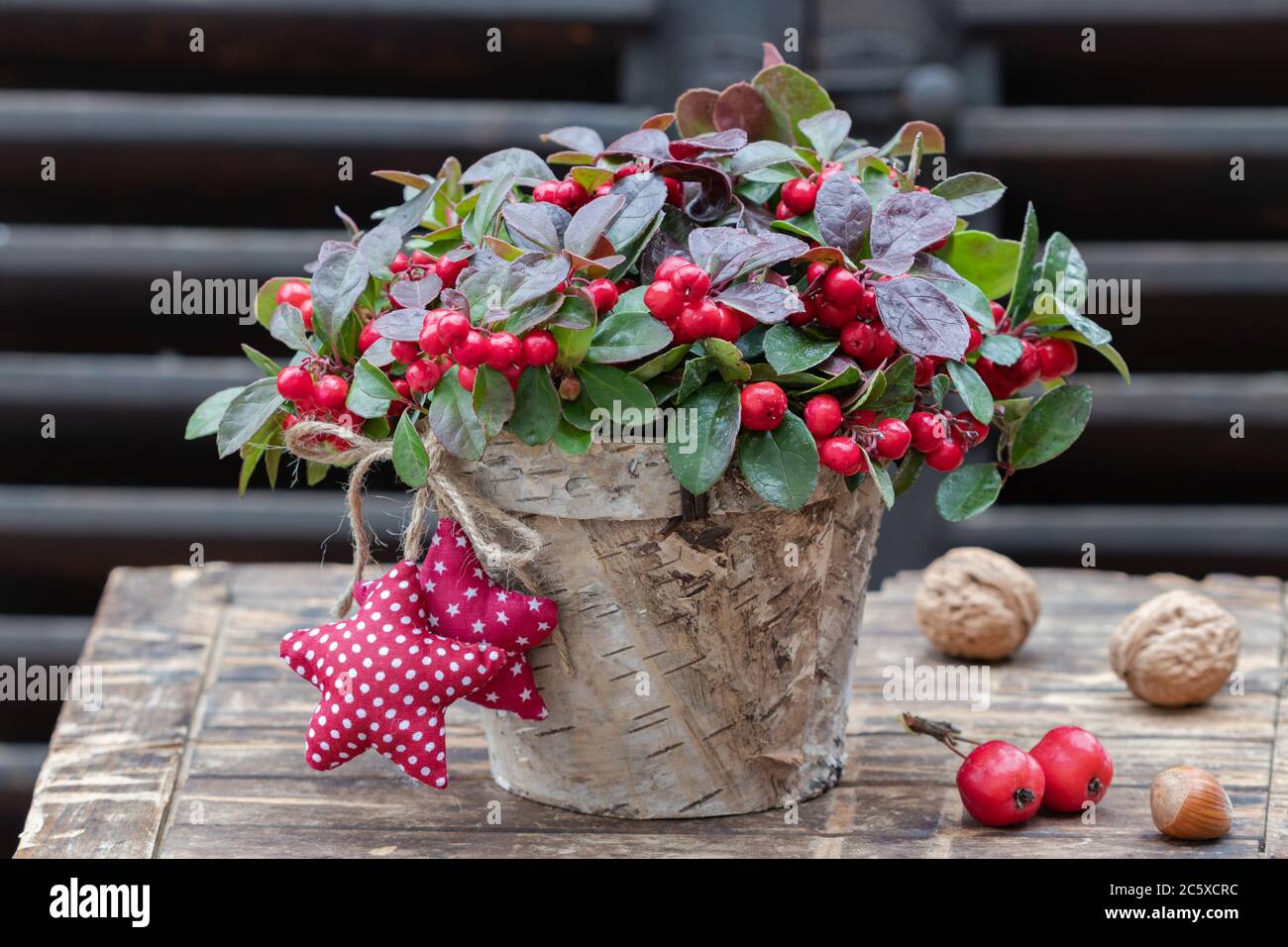 gaultheria procumbens dans le panier comme décoration de jardin d'hiver Banque D'Images