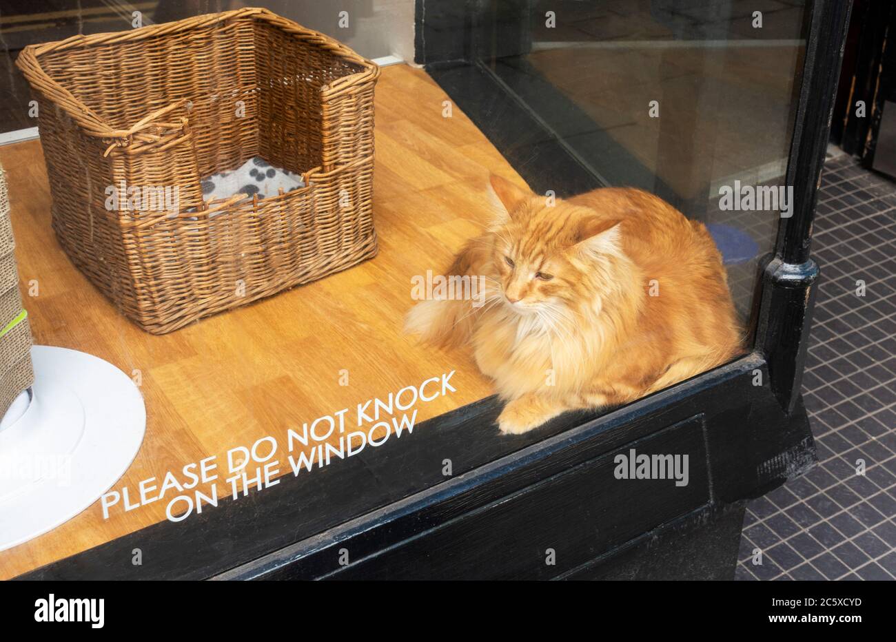 Polite Cat Banque De Photographies Et D Images A Haute Resolution Alamy