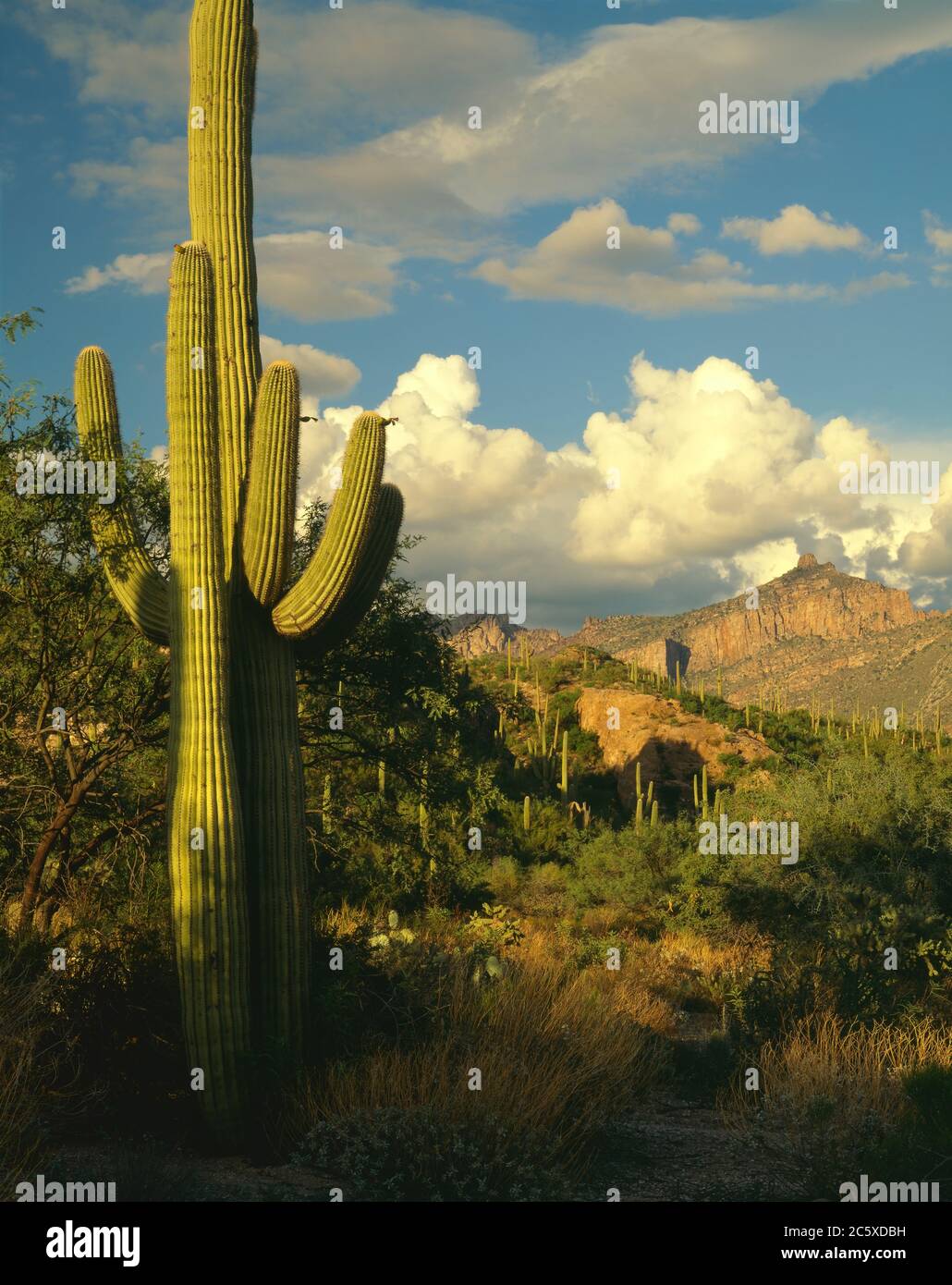 Tucson AZ / AUG Cumulus nuage se détendre au-dessus de Thimble Peak dans les montagnes de Santa Catalina au-delà d'un premier plan Saguaro cactus et Mesquite arbres. Banque D'Images