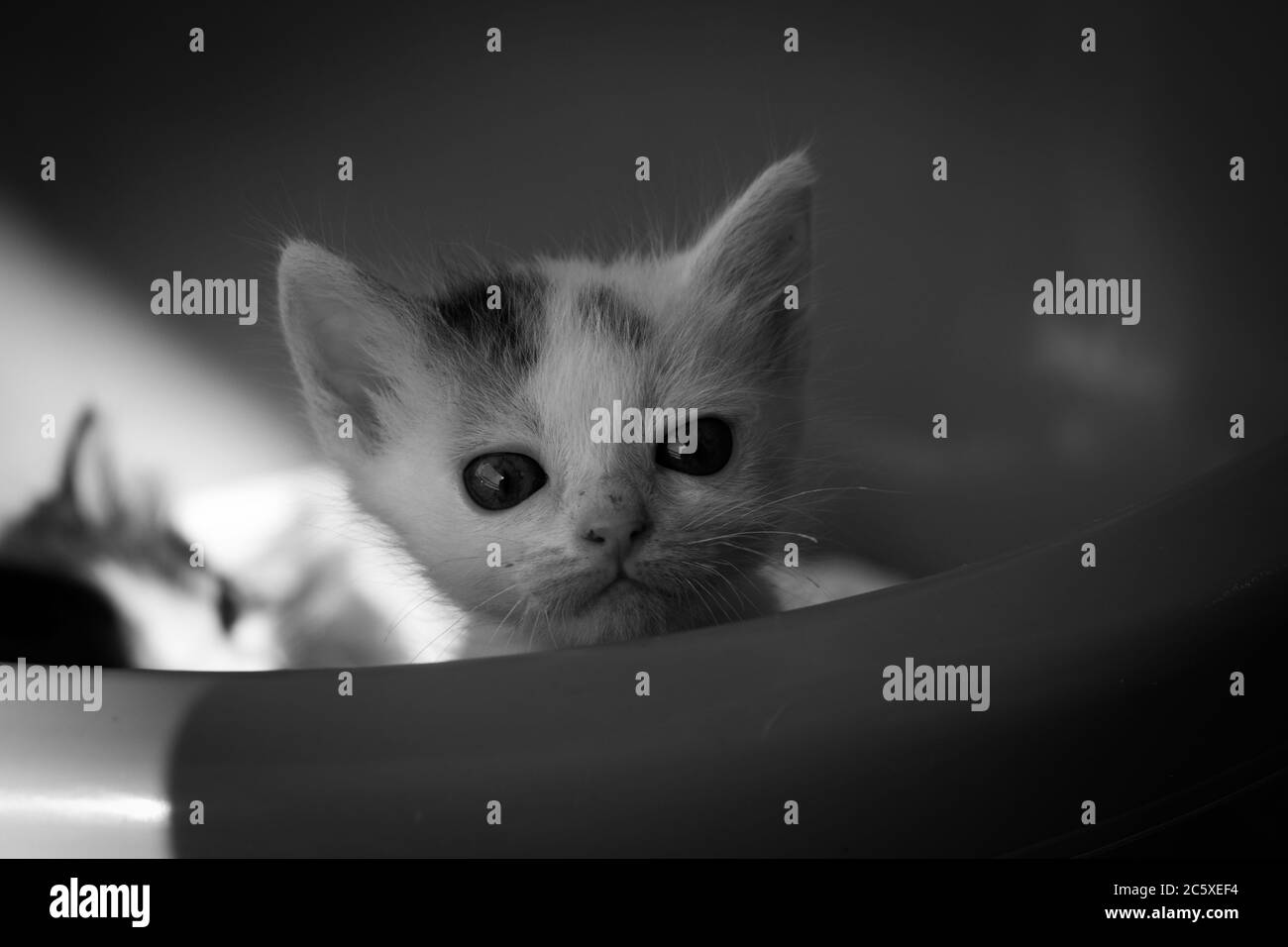 Chaton Banque D'Images Chaton Banque D'Images