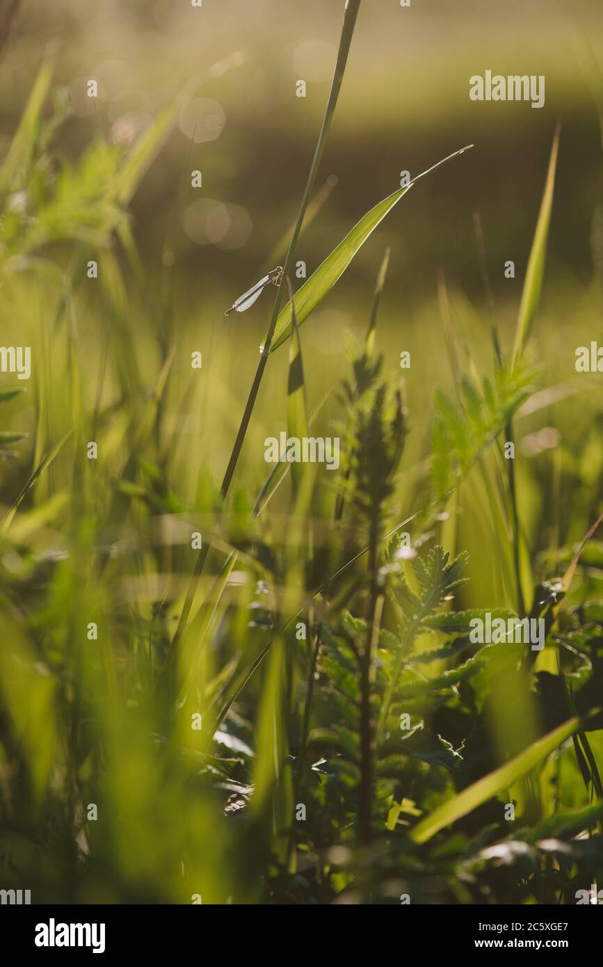 Une libellule assise sur une lame d'herbe dans un champ proche à la lumière du soleil couchant Banque D'Images