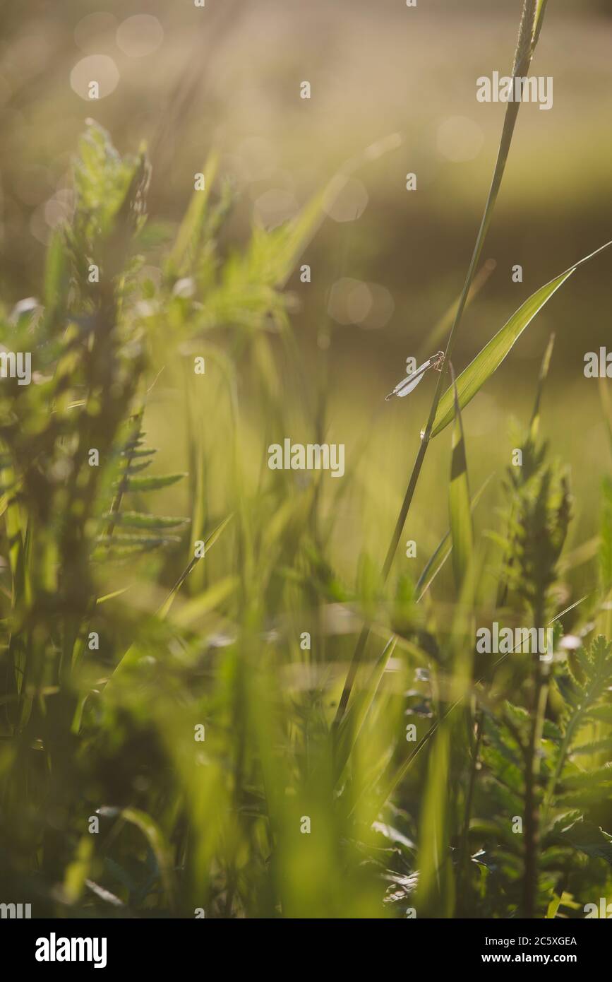 Une libellule assise sur une lame d'herbe dans un champ proche à la lumière du soleil couchant Banque D'Images