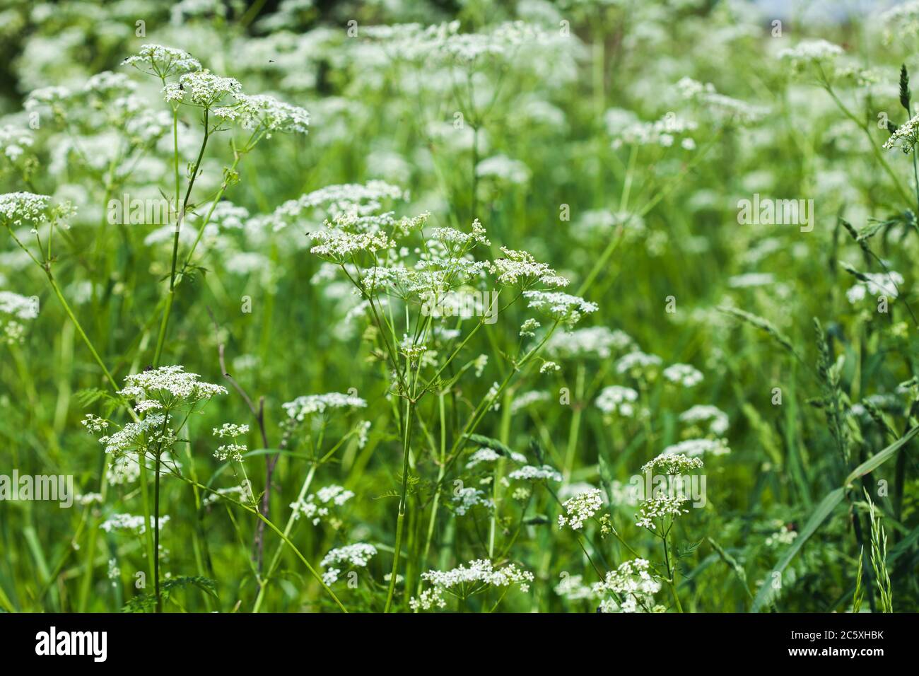 Herbe à poux remplie de fleurs. Fleurs sauvages blanches, mise au point douce. Banque D'Images