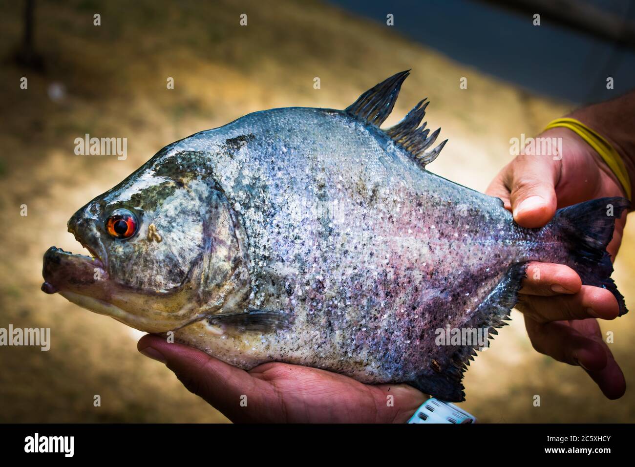 Serrasalmus rhombeus est un pirnha commun dans le bassin de l'amazonas et de l'orinoco, ce spécimen était particulièrement grand. Banque D'Images