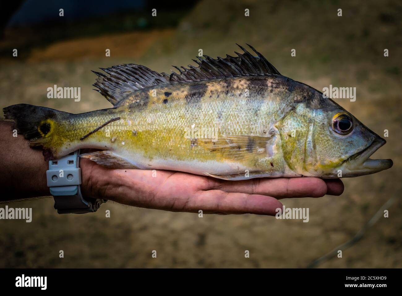 Cichla sp. Perciforme avec une aire de répartition élevée en Amérique du Sud. C'est la nageoire caudale qui a été mordue par un piranha. Banque D'Images