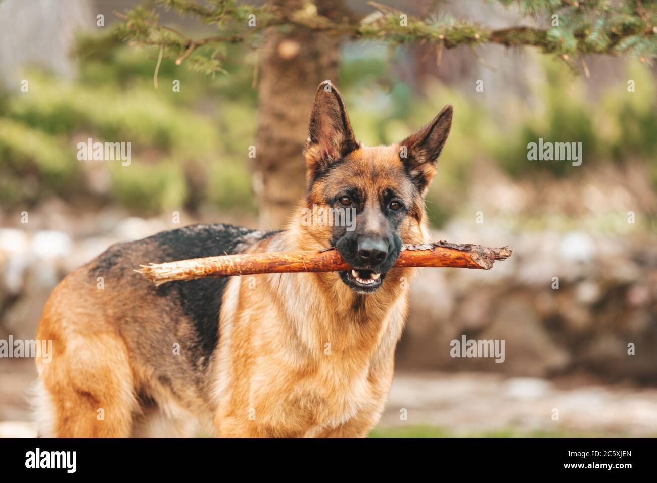 Portrait d'un berger allemand avec un bâton dans la bouche. Chien de race. Banque D'Images