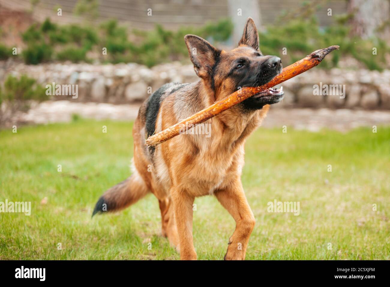 Portrait d'un berger allemand avec un bâton dans la bouche. Chien de race. Banque D'Images