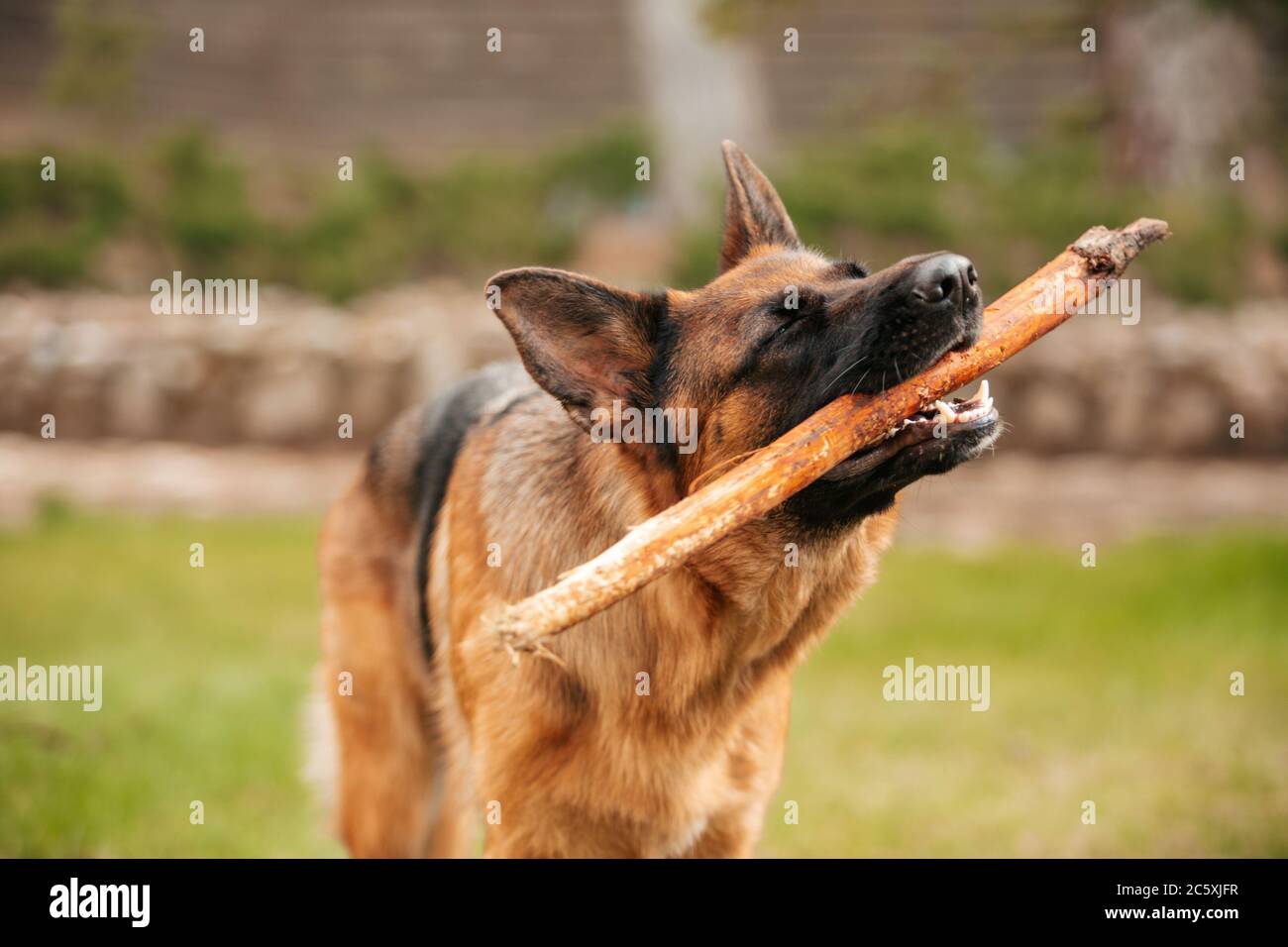 Portrait d'un berger allemand avec un bâton dans la bouche. Chien de race. Banque D'Images
