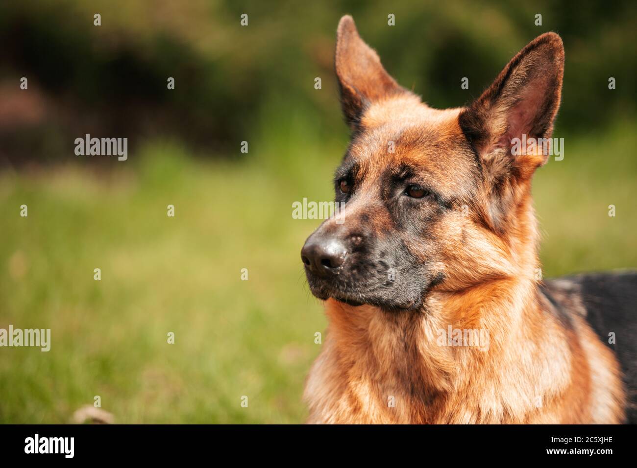 Berger allemand jouant sur l'herbe dans le parc. Portrait d'un chien de race. Banque D'Images