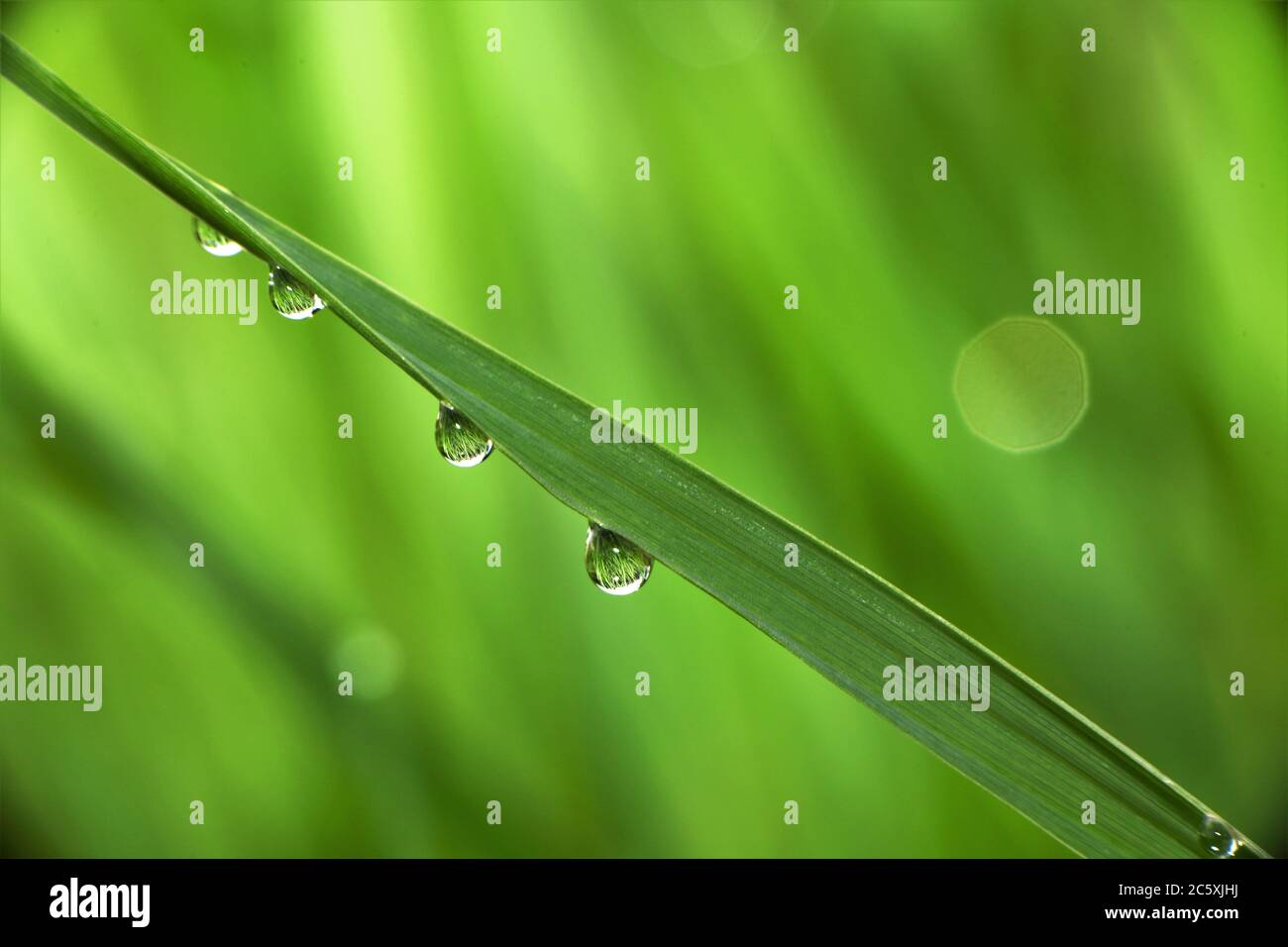 Gouttelettes de pluie reflétant les lames de l'herbe. Banque D'Images