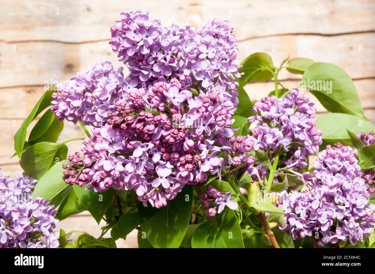 Vue rapprochée de la Syringa vulgaris à lilas commun. Un gros arbuste à feuilles caduques ou un petit arbre qui fleurit au printemps au début de l'été et est entièrement robuste. Banque D'Images