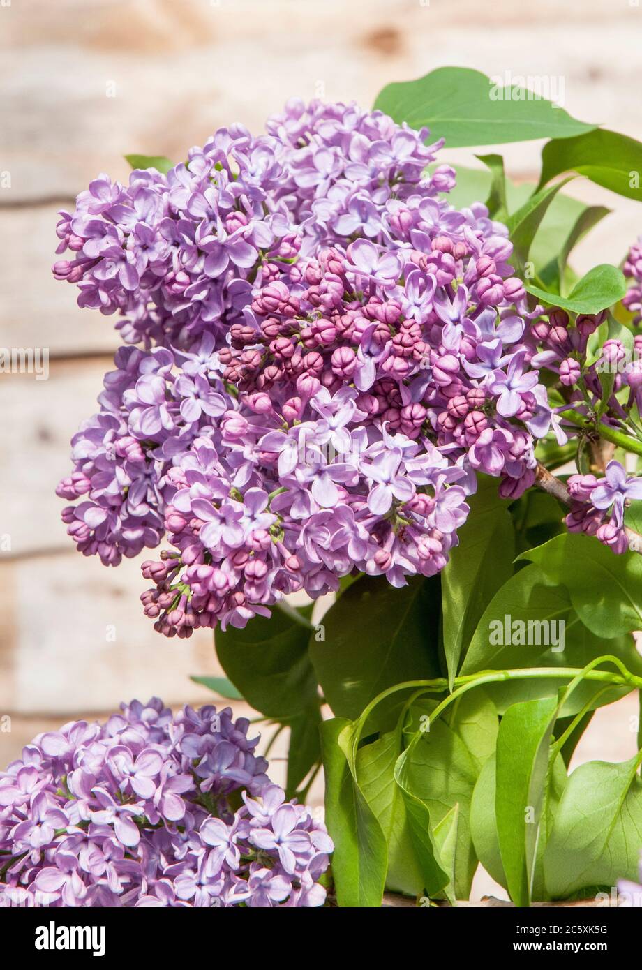 Vue rapprochée de la Syringa vulgaris à lilas commun. Un gros arbuste à feuilles caduques ou un petit arbre qui fleurit au printemps au début de l'été et est entièrement robuste. Banque D'Images