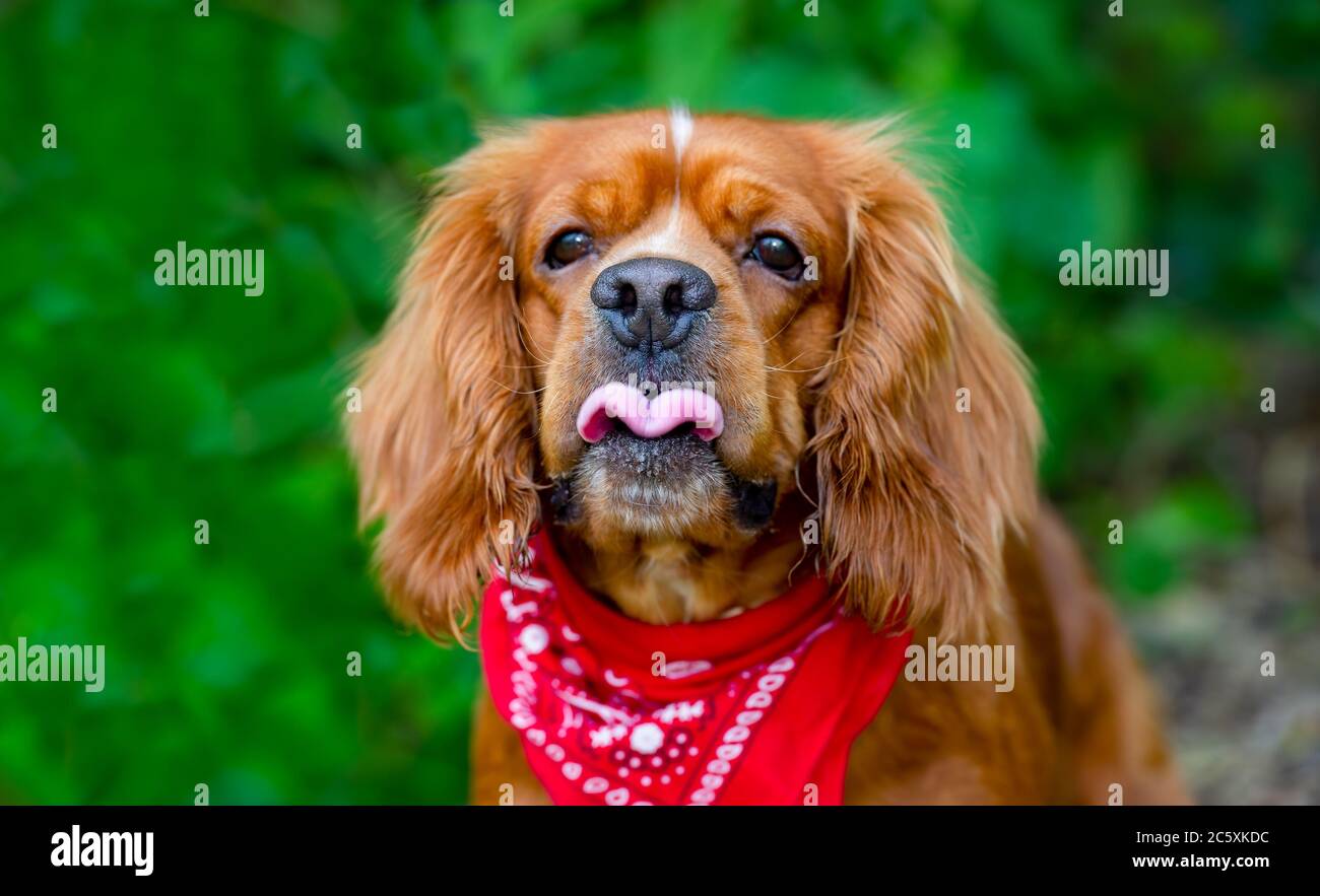 Un chien drôle de regard fait un visage drôle Banque D'Images