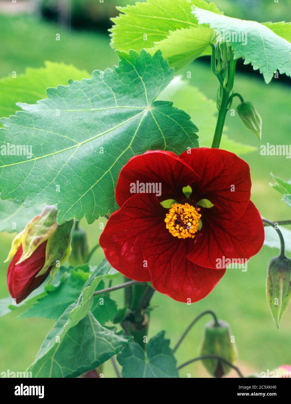 Abutilon 'Nabob', lanterne chinoise, fleur Banque D'Images
