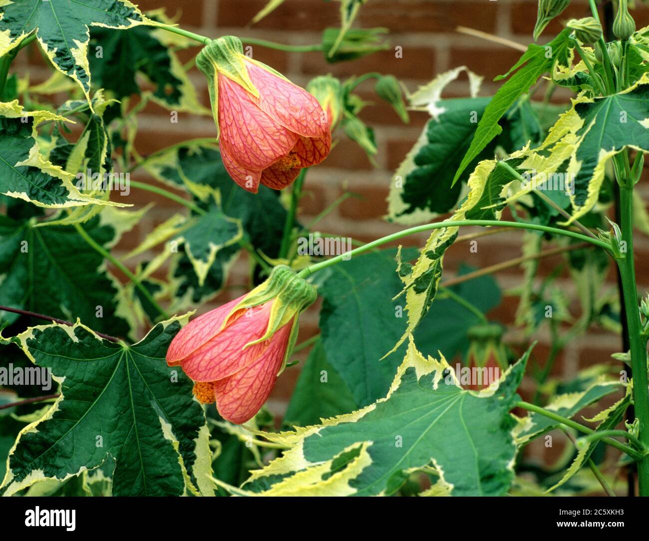 Abutilon 'Souvenir de Bonn' Banque D'Images