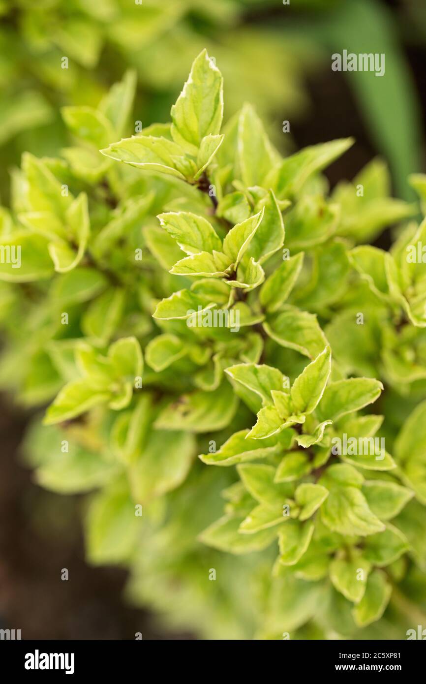 Basilic bleu africain (Ocimum basilicum), également connu sous le nom de grand basilic, de la famille des Lamiaceae. La variété est bleu africain. Banque D'Images