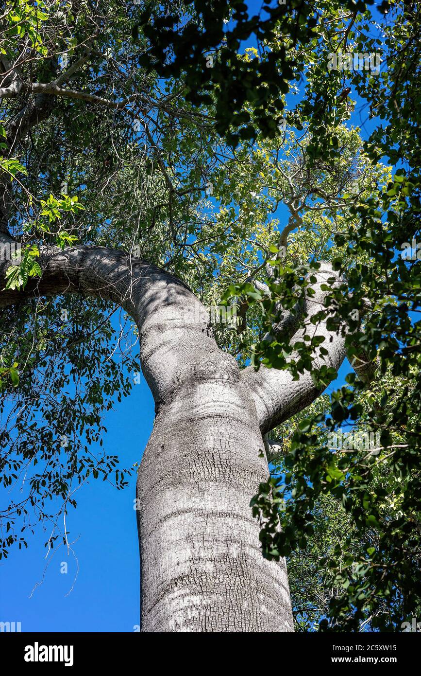 Vieux arbre à bouteilles qui atteint le ciel dans le Bush australien Banque D'Images