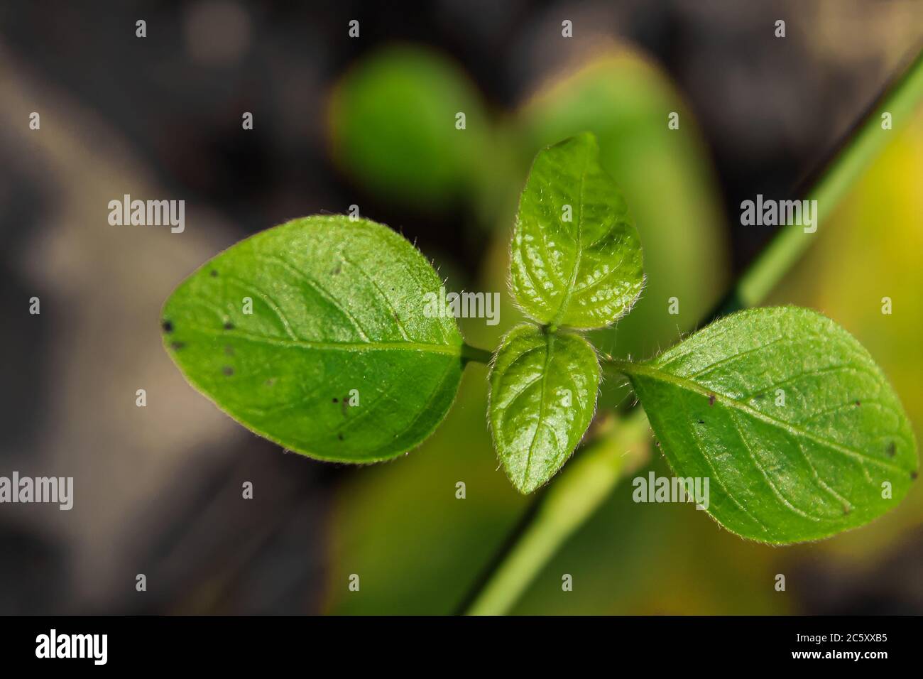 Quatre feuilles sur l'arbre Banque D'Images Quatre feuilles sur l'arbre Banque D'Images