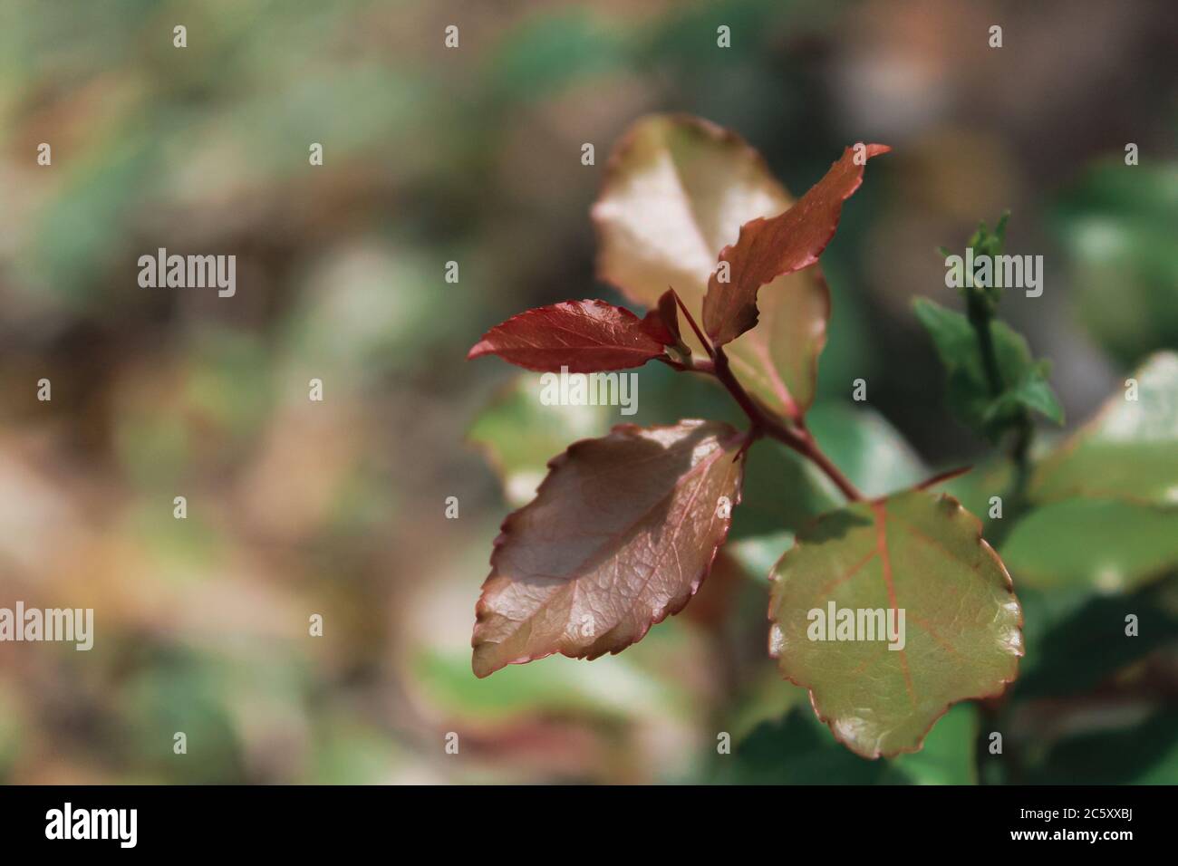 Feuille verte Banque D'Images Feuille verte Banque D'Images