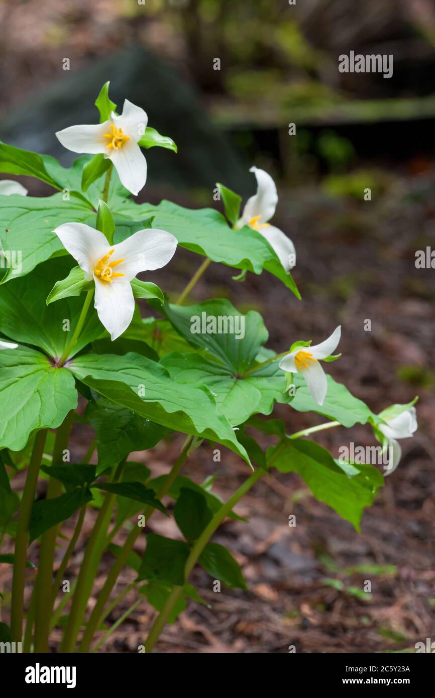 Issaquah, Washington, États-Unis. Fleurs sauvages de Trillium de l'Ouest, également connues sous le nom de Wake Robin ou Western Wake Robin. Banque D'Images