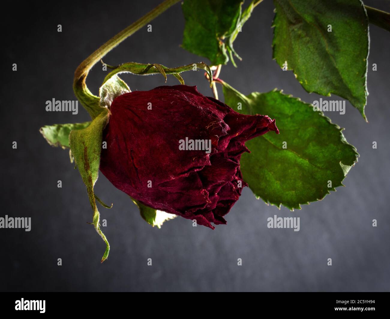 Roses flétrilées sur fond sombre Banque D'Images
