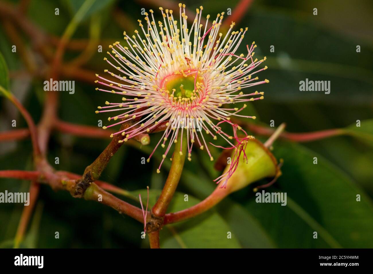 Gros plan de fleur rose pâle/crème de gomme, Eucalyptus sur fond de feuillage vert émeraude en Australie Banque D'Images