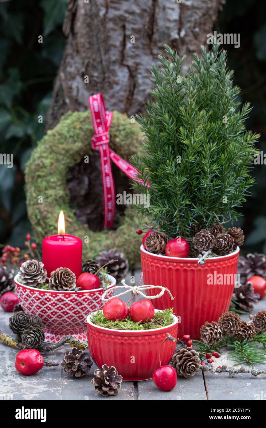 décoration de jardin de noël rouge avec pommes de crabe, bougie et conifères Banque D'Images