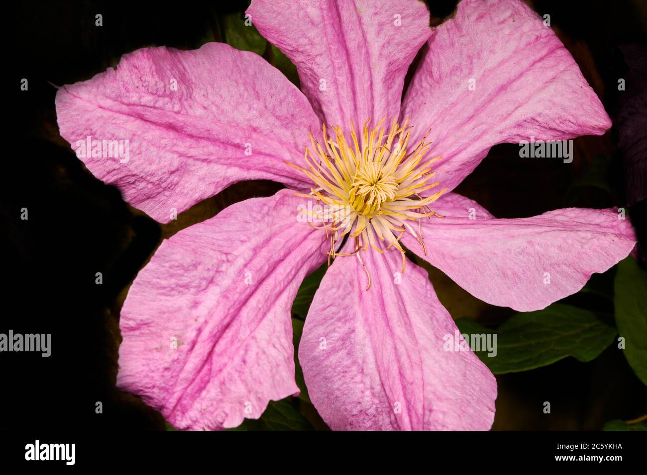 Six plantes de clématis pourpre. Banque D'Images