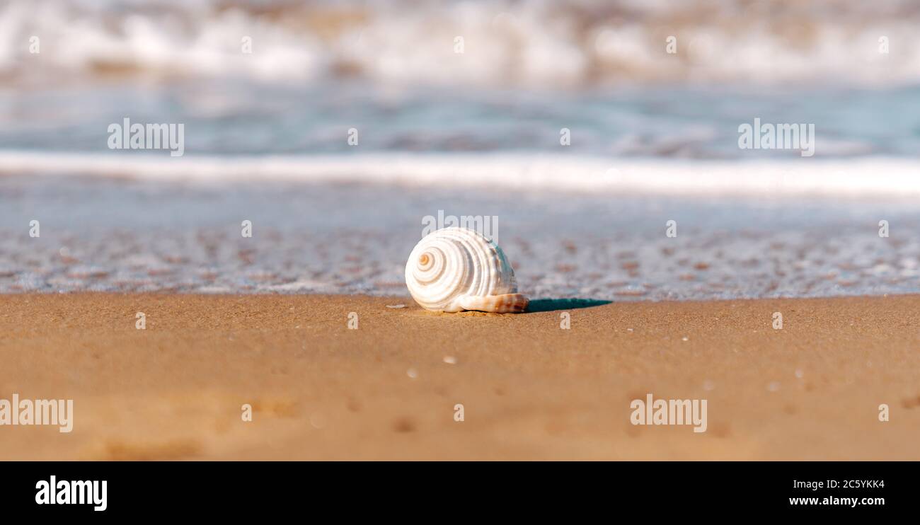 Une mer coquillage sur une plage de sable doré à proximité de la mer cristalline d'Antalya. Photo de haute qualité Banque D'Images