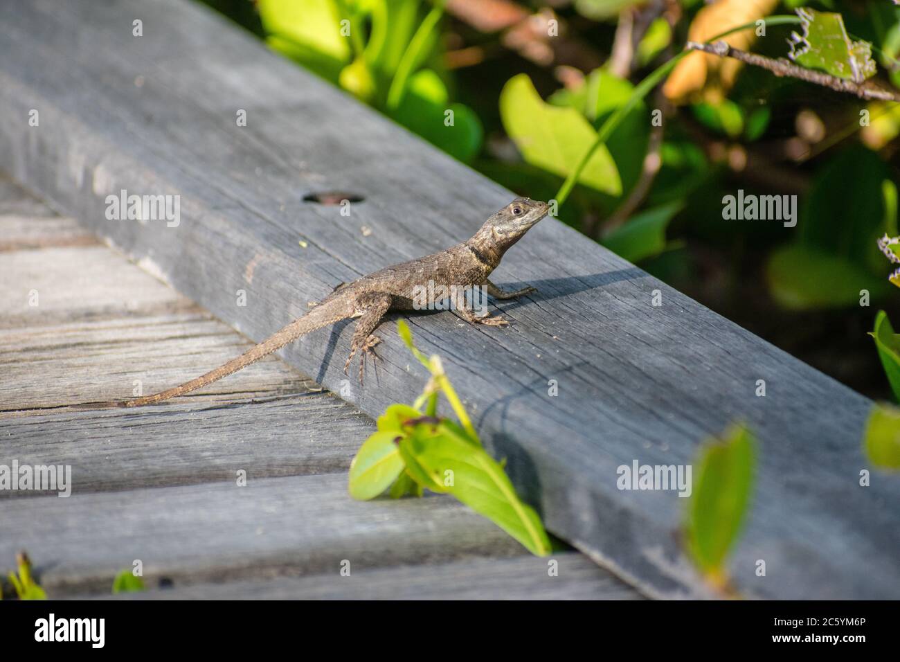 Lézard tropical Banque D'Images