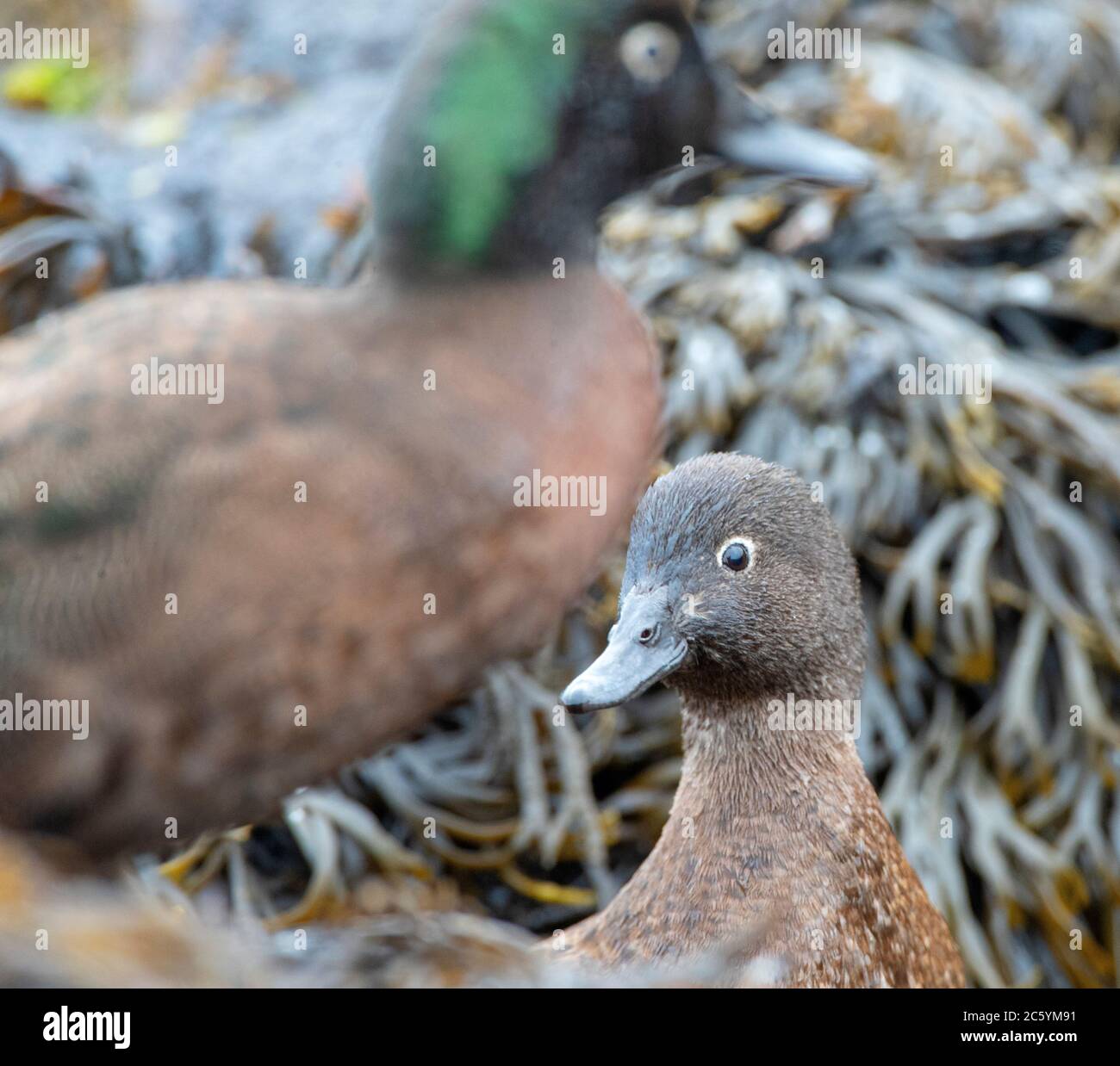 Paire de sarcelle de Campbell Island (Anas nesiotis). Petites espèces de canards nocturnes, sans animaux, endémiques à l'île Campbell, en Nouvelle-Zélande. Femme avant Banque D'Images