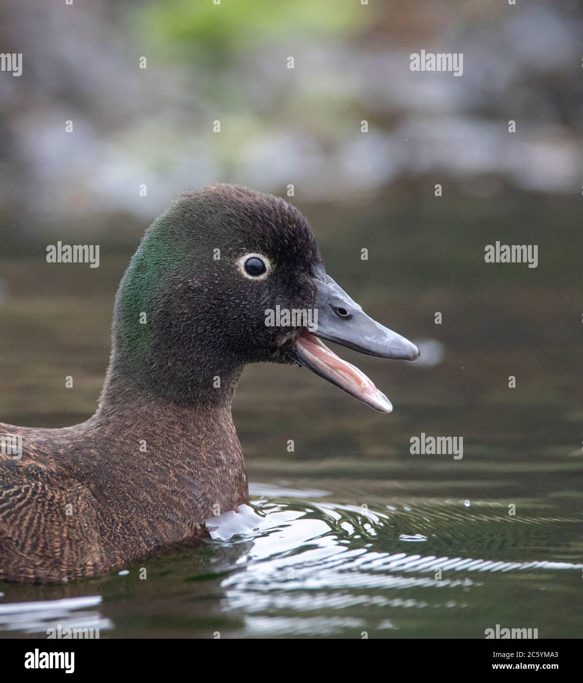 Drake Campbell Island Teal (Anas nesiotis), également connu Campbell Teal. Petite espèce nocturne de canard à la cautère endémique à Campbell Banque D'Images