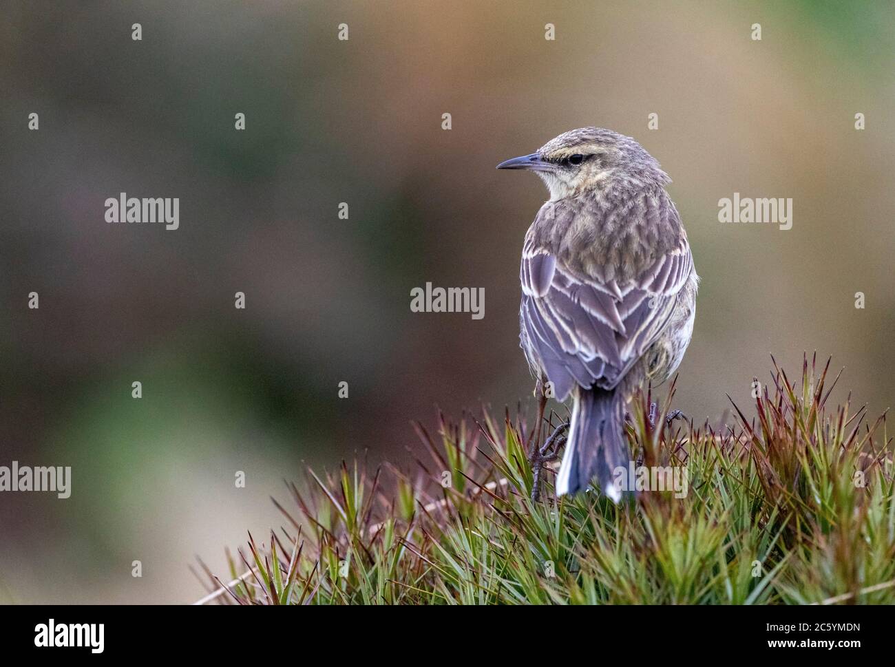 Campbell Island Pipit (Anthus novaeseelandiae aucklandicus) sur l'île Campbell, sous-antarctique Nouvelle-Zélande. Assis sur le dessus de l'herbe, en regardant sur son marais Banque D'Images