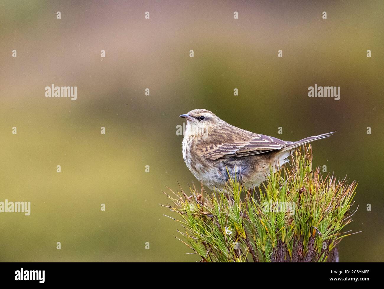 Campbell Island Pipit (Anthus novaeseelandiae aucklandicus) sur l'île Campbell, sous-antarctique Nouvelle-Zélande. Assis au-dessus d'une plante indigène. Banque D'Images