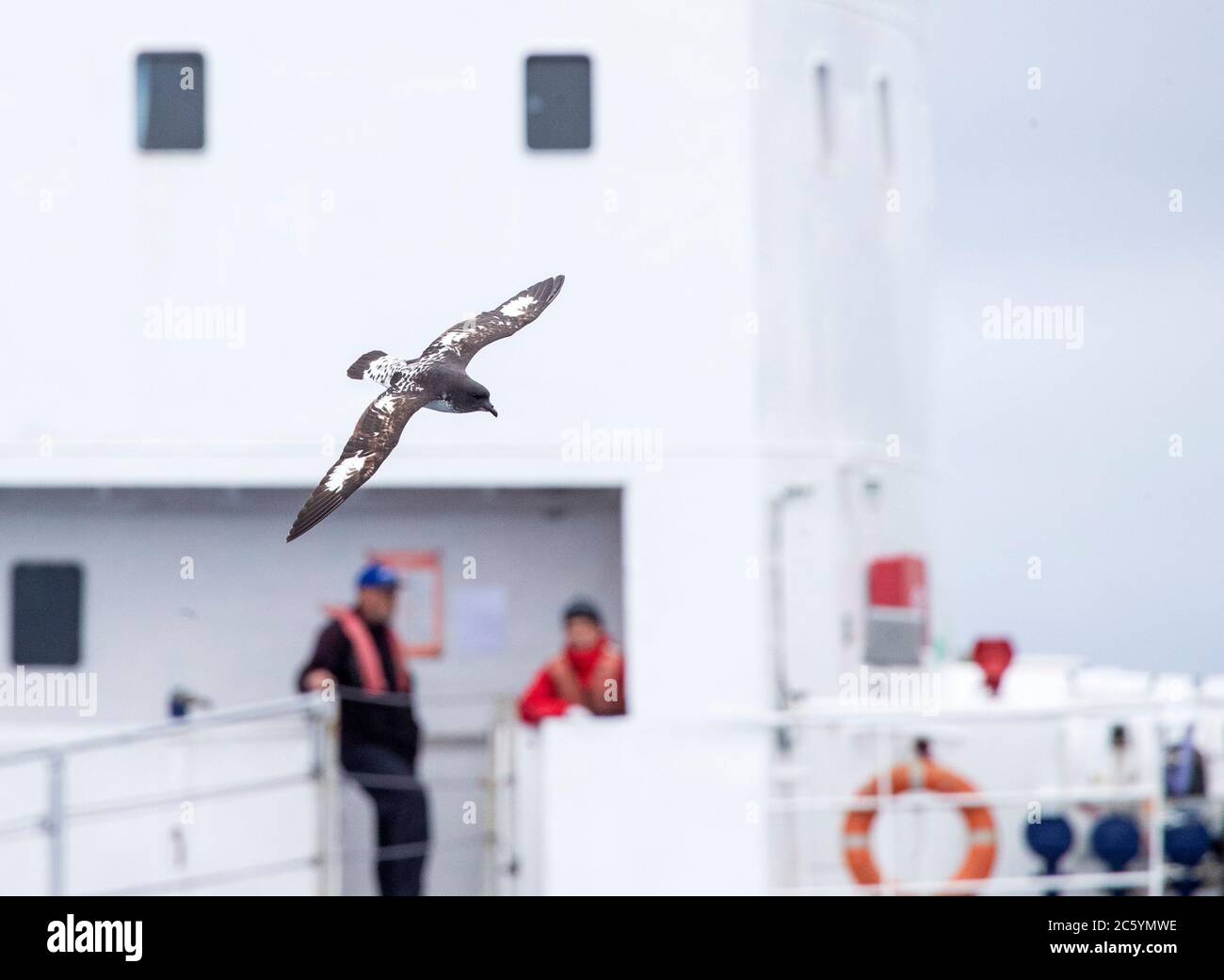Cap Petrel (Daption capense australe) en mer dans l'océan Pacifique de la Nouvelle-Zélande subantarctique. Vol devant un bateau de croisière. Banque D'Images