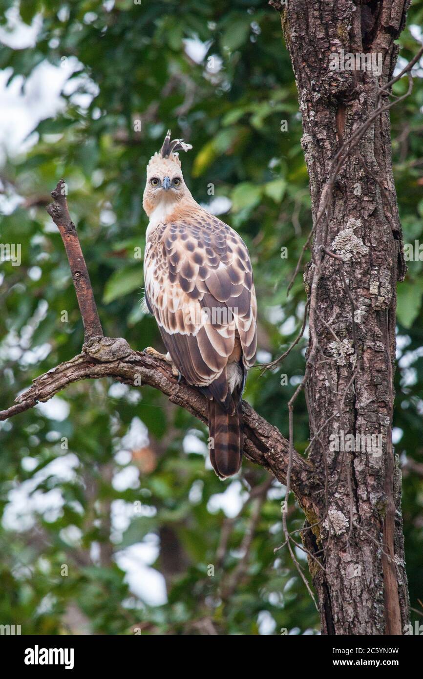Changeable Hawk-Eagle (Nisaetus cirratus cirratus) perché dans un arbre dans une réserve naturelle. En regardant par-dessus l'épaule, montrant une stase et un écusson intenses. Banque D'Images