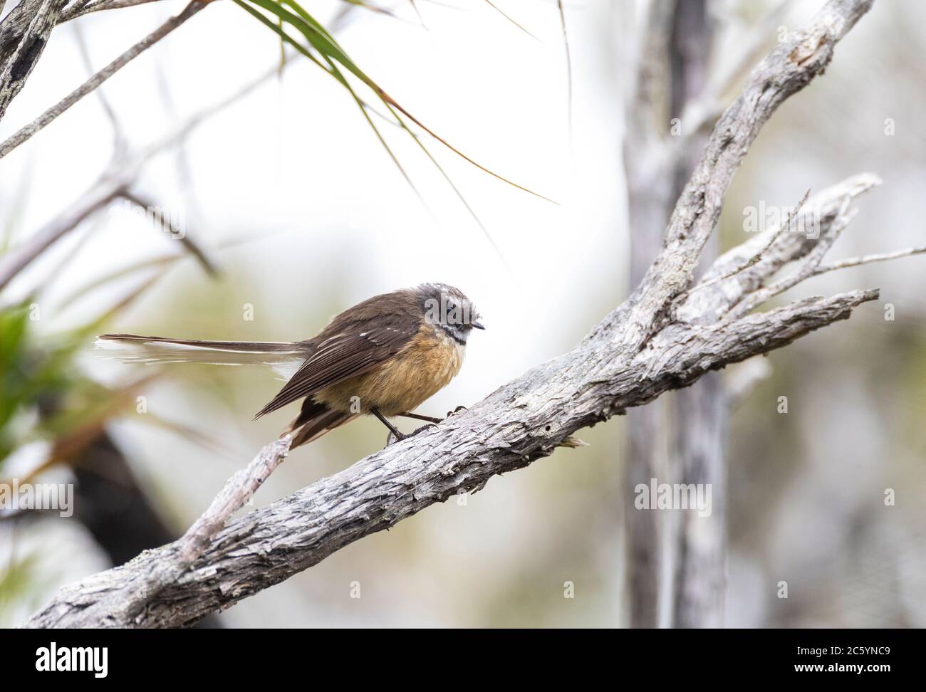 Queue de l'île Chatham (Rhipidura fuliginosa penita) perchée dans un petit arbre des îles Chatham au large de la Nouvelle-Zélande. Perchée sur une branche horizontale. Banque D'Images