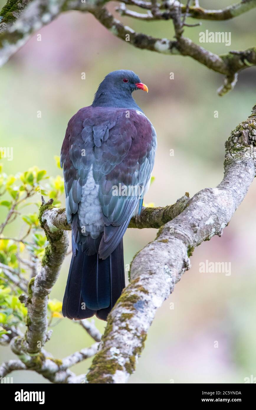 Chatham Pigeon (Hemiphaga chathamensis) perchée dans un vieux arbre dans une vallée forestière résiduelle sur l'île principale de Chatham, Nouvelle-Zélande. Banque D'Images
