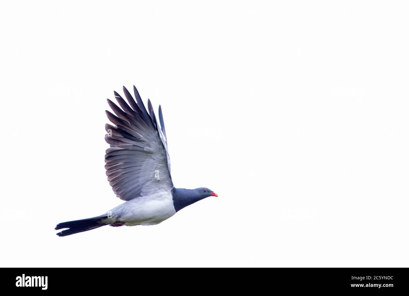Pigeon de Chatham (Hemiphaga chathamensis) survolant la vallée forestière restante de l'île Chatham principale, en Nouvelle-Zélande. Banque D'Images