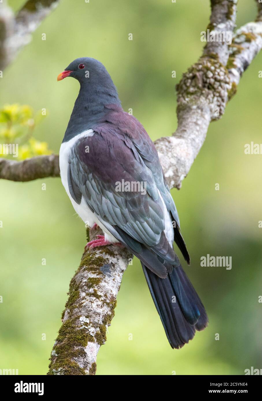 Pigeon de Chatham perchée (Hemiphaga chathamensis) dans la vallée forestière restante de l'île de Chatham, en Nouvelle-Zélande. Vue de côté. Banque D'Images