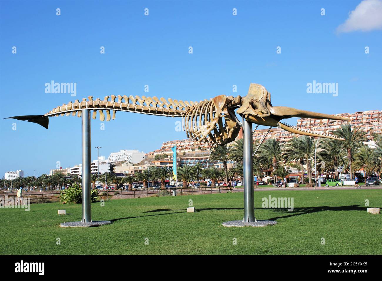 Squelette de cachalot (Physeter catodon) à Playa Mattelal, Jandia, Fuerteventura, Espagne Banque D'Images