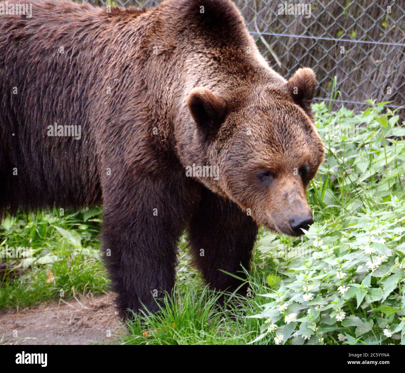 Ours brun dans le parc Skansen qui est immense et plein d'attractions dans le centre de Stockholm. Banque D'Images