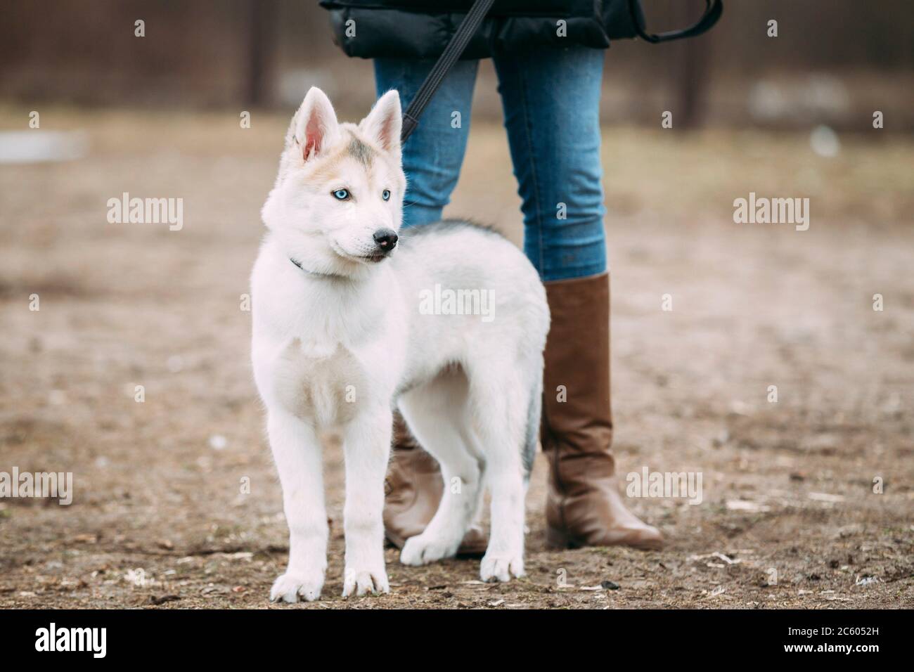 Drole Jeune Chiot Husky Blanc Aux Yeux Bleus Jouer Dehors Dans Le Parc De L Automne Photo Stock Alamy