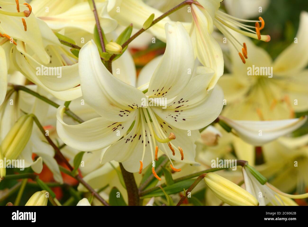 Lilium doux abandon crémeux blanc tigre lis fleur lilium Asiatic Banque D'Images